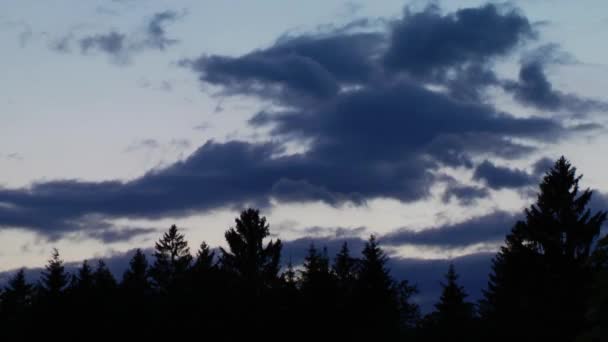 松树之上的云彩 — 图库视频影像