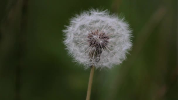 Dandelion Swaying Slightly Wind — Stock Video
