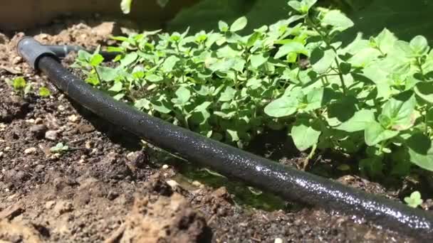 Manguera Goteo Goteo Agua Cerca Plantas Verdes Tierra Marrón — Vídeo de stock