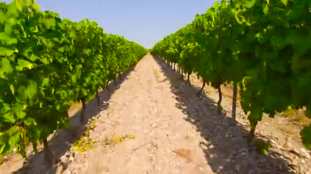 Drone Flying Row Grapevines — Stock Video