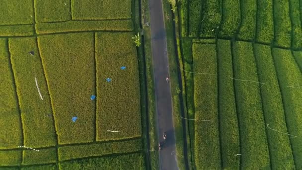 Imagens Drones Longo Uma Estrada Que Atravessa Campos Cultivo Indonésios — Vídeo de Stock