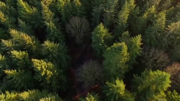 Безпілотні Кадри Дивлячись Вниз Над Хвойним Лісом — стокове відео