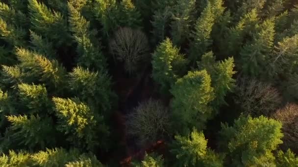 Drone Footage Tittar Över Barrskog — Stockvideo