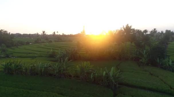 Bir Gün Batımının Endonezya Pirinç Tarlaları Üzerinde Dron Görüntüleri — Stok video