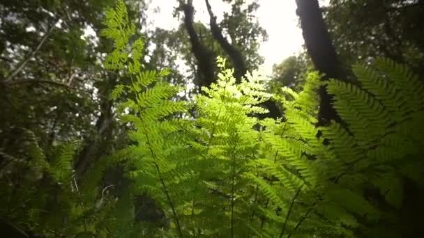 Planta Helechos Iluminada Por Sol — Vídeo de stock