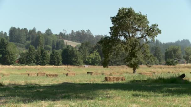 Campo Fardos Feno — Vídeo de Stock