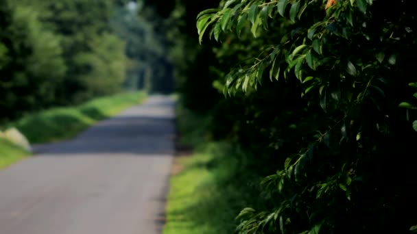 Gericht Bush Voor Een Geïsoleerde Straat Een Forest — Stockvideo