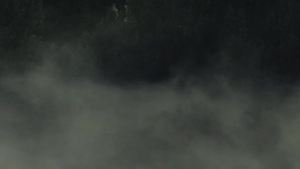 霧に覆われた森 — ストック動画