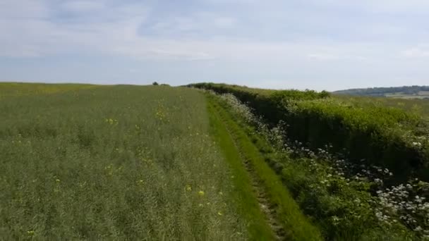 Scivolare Campo Con Uav Campo Semi Colza — Video Stock