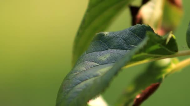 Hoja Verde Con Increíble Fondo Verde — Vídeo de stock