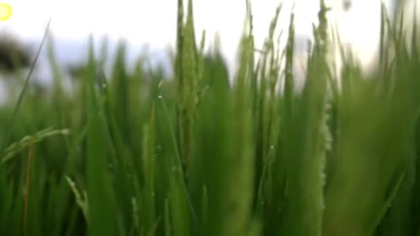 Groene Rijst Gewassen Bedekt Met Dauw Druppels — Stockvideo