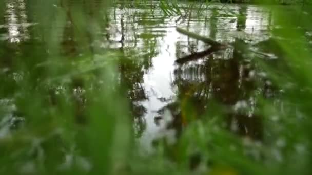 Видео Зеленой Рябины Воды — стоковое видео