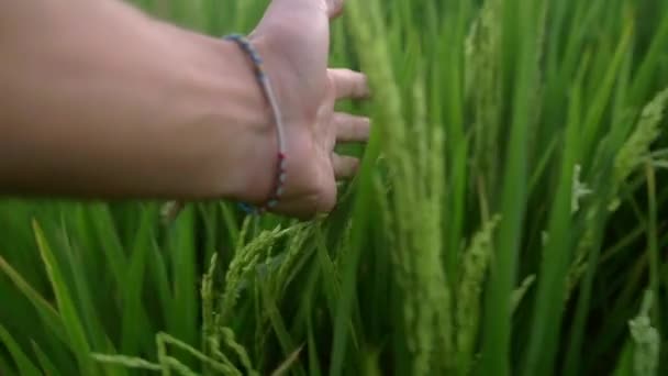 Рука Під Час Проходження Через Пшеничне Поле — стокове відео