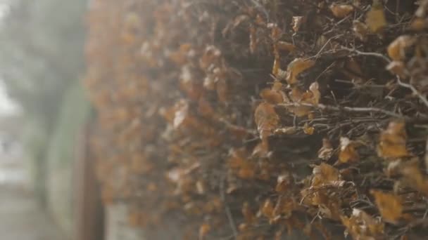 Hoge Winden Een Storm Een Noordelijke Engelse Straat — Stockvideo