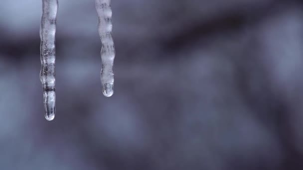 Eiszapfen Schmelzen Während Des Tauwetters Frühling — Stockvideo