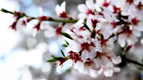 Japonés Mirando Árboles Plena Floración Contra Cielo — Vídeos de Stock