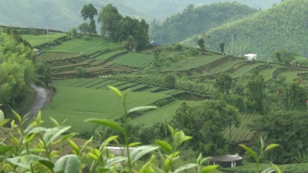 Landscape View High Mountain Tea Farm — Stock Video