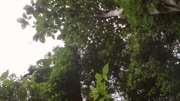 Bladeren Bomen Roterende Neerwaartse Pannign Schot — Stockvideo