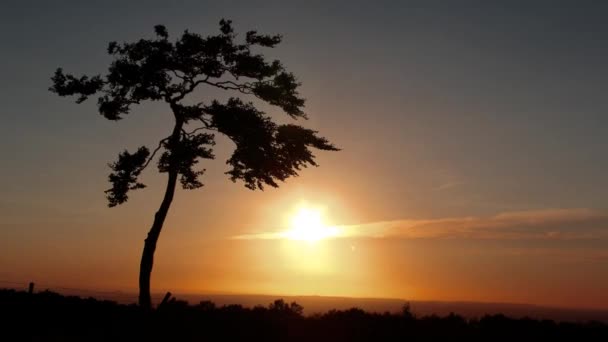 Einsamer Baum Bei Sonnenuntergang — Stockvideo