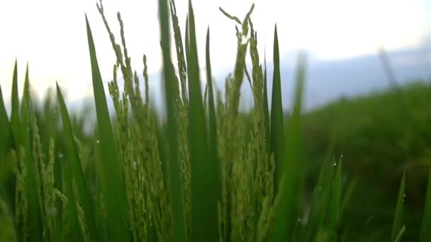 通过水滴覆盖的绿色水稻作物移动 — 图库视频影像