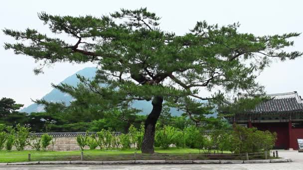 Pohon Tua Istana Gyeongbok — Stok Video