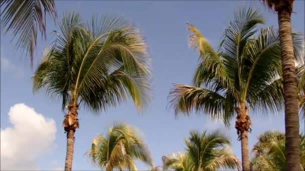 日当たりの良いフロリダ州パーム路地 — ストック動画