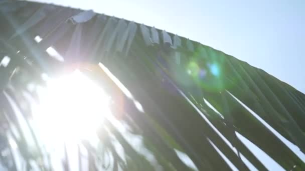 Hojas Palmera Con Sol Detrás Creando Una Llamarada Lente — Vídeo de stock