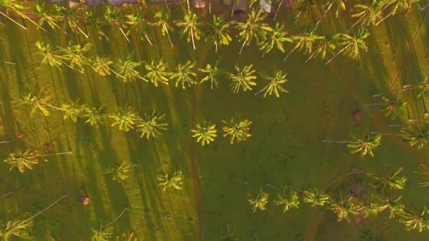 Пальмы Над Тропическим Пляжем — стоковое видео