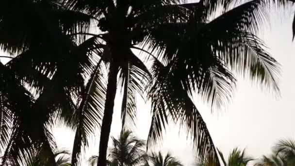 Palmy Świetle Wczesnego Poranka — Wideo stockowe