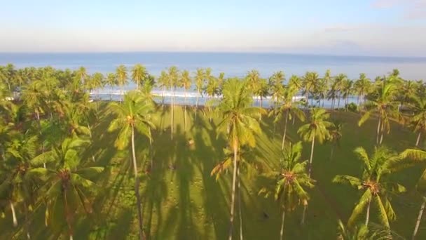 棕榈树和向海洋 — 图库视频影像