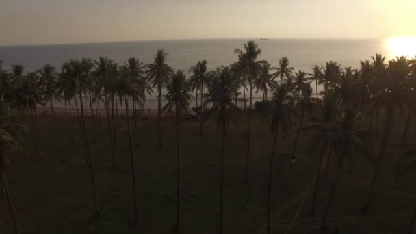 Palm Trees Out Ocean Sunset — Stock Video