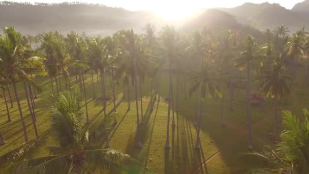 Пальмы Утреннему Солнцу — стоковое видео