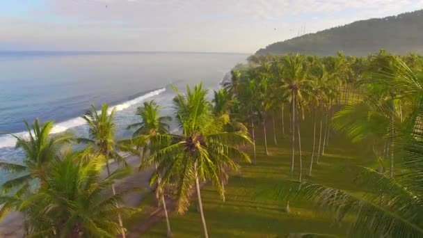 Palmiye Ağaçları Tropik Plaj Üzerine Aşağı — Stok video