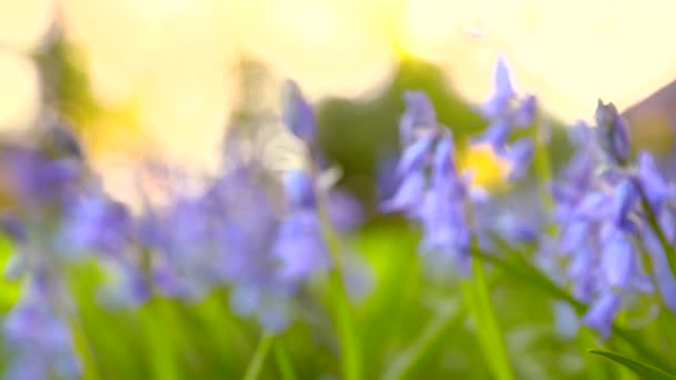 Patch Bluebells Spring — Stock Video