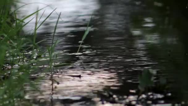 Peaceful Lake Flowing Forest — Stock Video