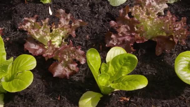 Plantas Dentro Remendo Vegetal — Vídeo de Stock