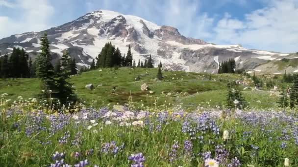 Relaks Pięknym Polu Wildflower — Wideo stockowe