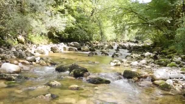 Βίντεο Του Ποταμού Στο Δάσος — Αρχείο Βίντεο