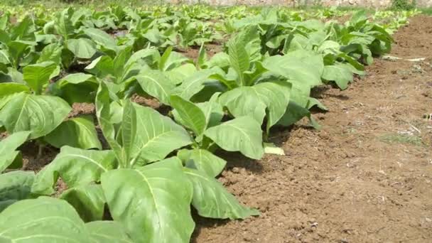 Row Tobacco Crops — Stock Video