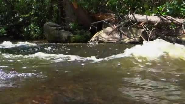 Ορμώντας Νερό Μέσω Ενός Μικρού Ποταμού Μεταξύ Φύσης — Αρχείο Βίντεο