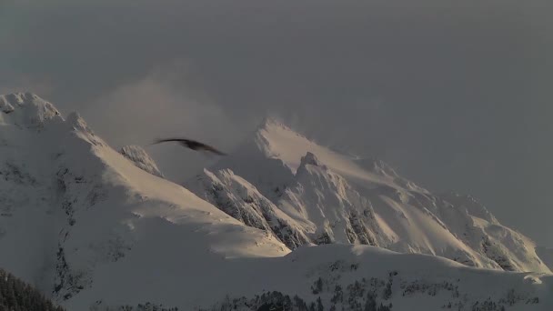Neve Inghiottito Montagne Alaska Con Grande Uccello Che Vola — Video Stock