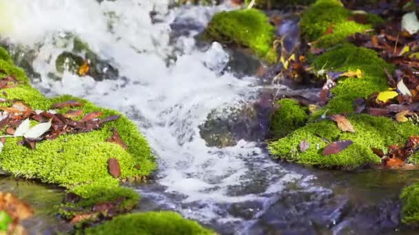 Video Von Kleinem Waldbach — Stockvideo