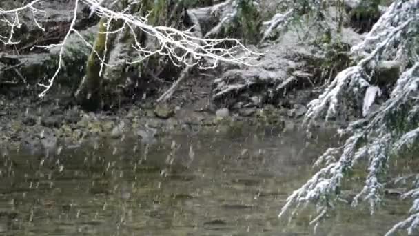 阿拉斯加森林中的雪花坠落 — 图库视频影像