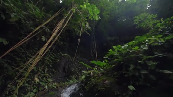 Vídeo Cachoeira Pequena Floresta — Vídeo de Stock