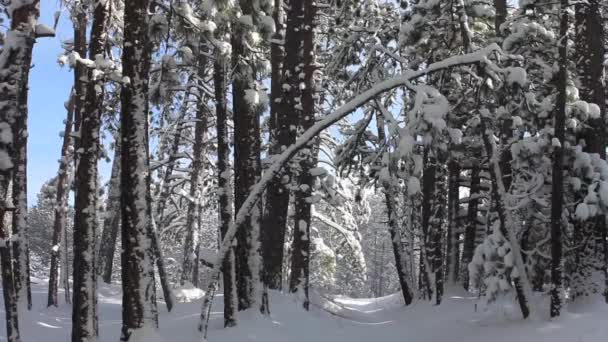 Verschneiter Weg Den Bäumen — Stockvideo