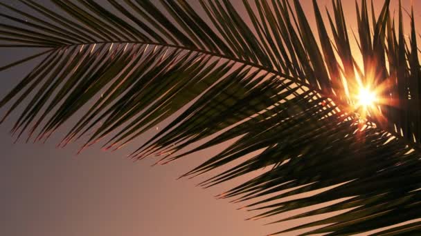 Solen Blossa Genom Palmträd Viftar Försiktigt Vind — Stockvideo