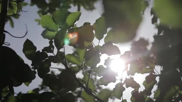 阳光和树叶特写 — 图库视频影像