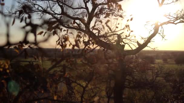 Het Spinnenweb Glinstert Beweegt Wind Tijdens Zonsondergang — Stockvideo