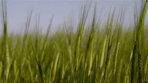 春の麦畑の上部 — ストック動画