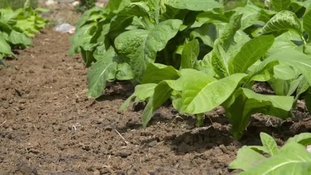 Tobacco Plant Leaves Breeze — Stock Video